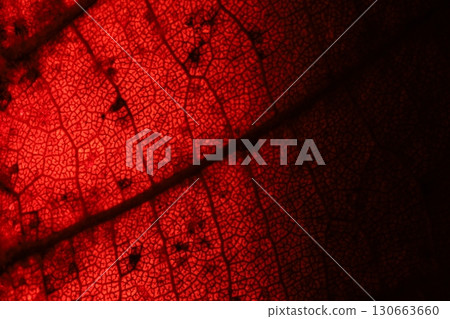 Red leaf texture, extreme close up, flat material, dried leaf, macro view Red leaf texture, extreme close up, flat material, dried leaf, macro view 130663660