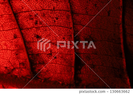 Red leaf texture, extreme close up, flat material, dried leaf, macro view Red leaf texture, extreme close up, flat material, dried leaf, macro view 130663662