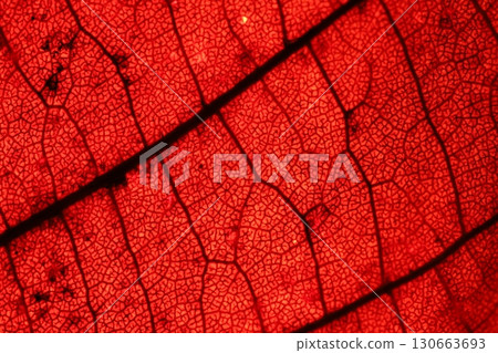 Red leaf texture, extreme close up, flat material, dried leaf, macro view 130663693