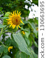 A close-up photo of the yellow sunflowers in the garden 130663695