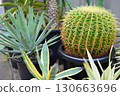Potted cactus 130663696