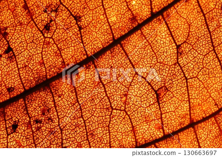 Orange leaf texture, extreme close up, flat material, dried leaf Orange leaf texture, extreme close up, flat material, dried leaf 130663697