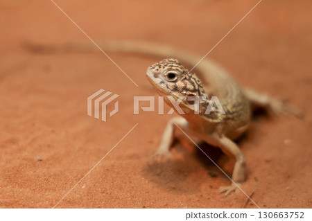 The Central Netted Dragon is nature animal in australia The Central Netted Dragon is nature animal in australia 130663752
