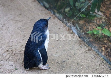 The Fairy penguin or blue penguin is so cute and local animal in phillip island,Australia 130663754