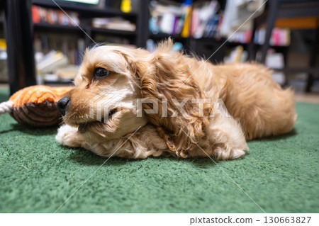 小狗(美國可卡犬)在房間裡玩耍 小狗(美國可卡犬)在房間裡玩耍 130663827