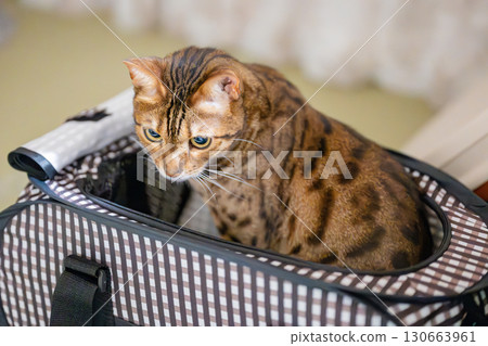 Cat entering a pet cage 130663961