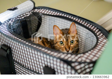 貓進入寵物籠 130663962