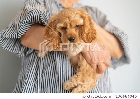 Puppy being held (American Cocker Spaniel) 130664049