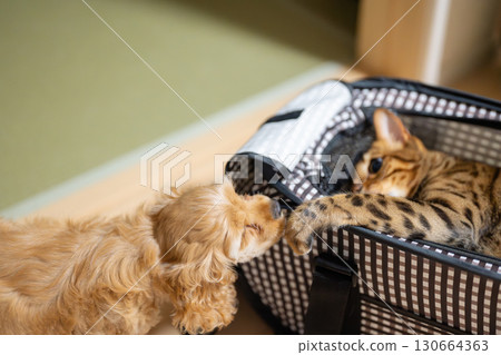 友善的貓和小狗 130664363