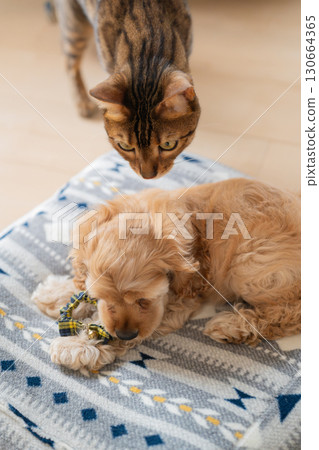 友善的貓和小狗 130664365