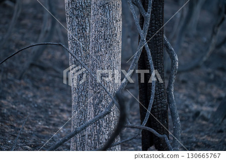 Charred Trees in a Forest After a Fire 130665767