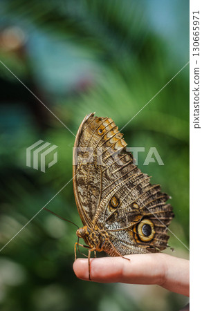 Macro of an owl butterfly perched on a person's finger with vivid details of eye spots and blurred tropical greenery in the background. Macro of an owl butterfly perched on a person's finger with vivid details of eye spots and blurred tropical greenery in the background. 130665971