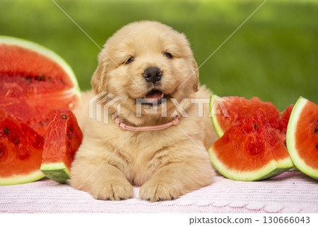 Smiling golden retriever puppy surrounded by watermelon slices on a summer day. Fun and cheerful photo ideal for seasonal and lifestyle concepts. Smiling golden retriever puppy surrounded by watermelon slices on a summer day. Fun and cheerful photo ideal for seasonal and lifestyle concepts. 130666043