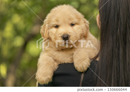 Fluffy golden retriever puppy resting in the arms of a woman outdoors. A heartwarming photo symbolizing care, love, and companionship. 130666044
