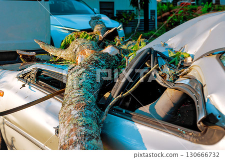 Large tree has fallen onto parked car, causing extensive damage to roof interior in city neighborhood. 130666732