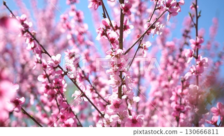Cherry Blossoms Pink Flowers Spring Bloom 130666811
