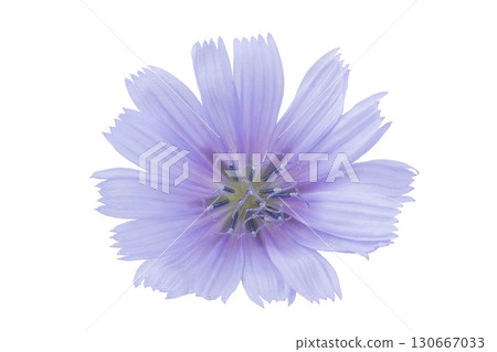 chicory flower isolated on white background 130667033