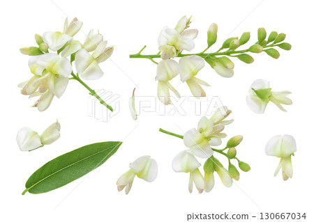 flowers of Sophora japonica or Styphnolobium japonicum isolated on white background 130667034