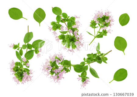 blooming oregano isolated on white background. Top view. Flat lay 130667039