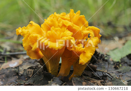 Chanterelle mushrooms. 130667218