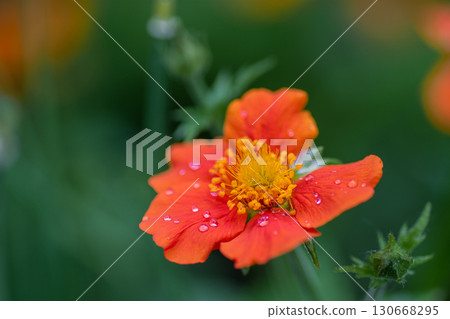 Gravilata flower in the garden Gravilata flower in the garden 130668295