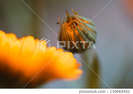 Macro photography of orange calendula flower. Open flower bud and unopened flower bud on green blurred background. Beautiful yellow-orange calendula. Strong bokeh effect. 130668482