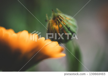 Macro photography of orange calendula flower. Open flower bud and unopened flower bud on green blurred background. Beautiful yellow-orange calendula. Strong bokeh effect. 130668483