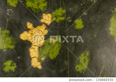 green and light green peel of ripe watermelon, details of hard multicolored watermelon peel with multicolored spots of different sizes green and light green peel of ripe watermelon, details of hard multicolored watermelon peel with multicolored spots of different sizes 130668550