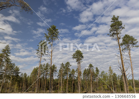 pine forest during the cutting down of pine trees to obtain wood for construction , part of the felled pine forest with tall trees for industrial use of wood 130668556