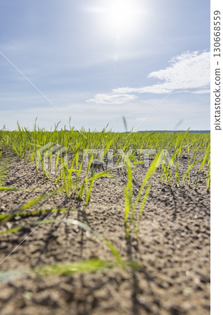 green wheat in autumn in a field in Europe, sunny weather in autumn in an agricultural field with frost-resistant wheat 130668559