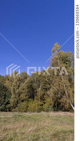 a field with dry, yellowing vegetation and a mixed forest during fall , an autumn landscape in a field with trees in a forest during changes in nature 130668564