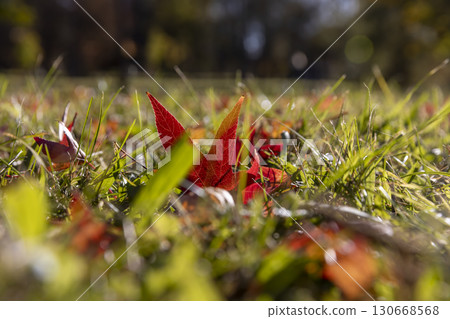 red foliage in the green grass in the autumn season, fallen to the ground red foliage of trees in the autumn season in sunny weather red foliage in the green grass in the autumn season, fallen to the ground red foliage of trees in the autumn season in sunny weather 130668568