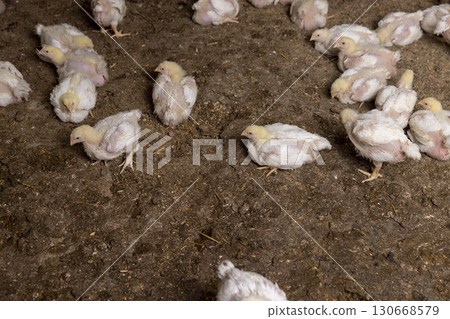 a poultry farm where meat breeds of broiler chickens are grown for industrial meat production 130668579
