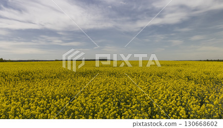 yellow rapeseed flowers in the spring season, a beautiful field with rapeseed flowers for the production of oil and other food products yellow rapeseed flowers in the spring season, a beautiful field with rapeseed flowers for the production of oil and other food products 130668602