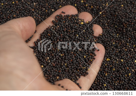 a large number of black rapeseed seeds are used to produce rapeseed oil, black rapeseed is used to produce food a large number of black rapeseed seeds are used to produce rapeseed oil, black rapeseed is used to produce food 130668611