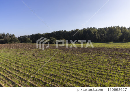 green shoots of frost-resistant wheat that was planted in winter, cereals in the autumn season before frost, sunny weather 130668627