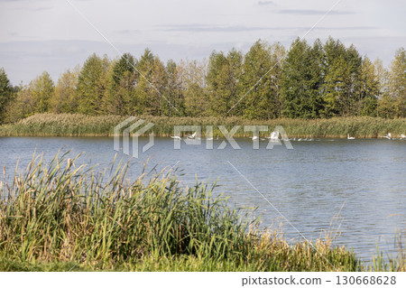 foliage of deciduous trees and the river in the autumn season, the river and the trees on the shore in the autumn, swans swimming on the lake 130668628