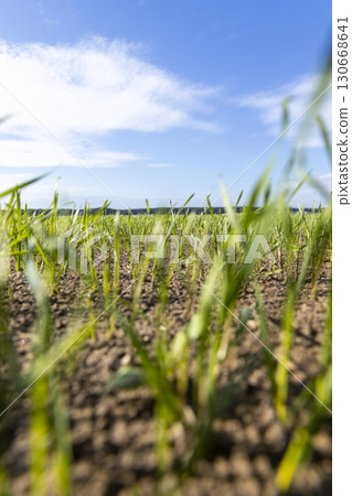 green wheat in autumn in a field in Europe, sunny weather in autumn in a field with frost-resistant wheat sprouts 130668641