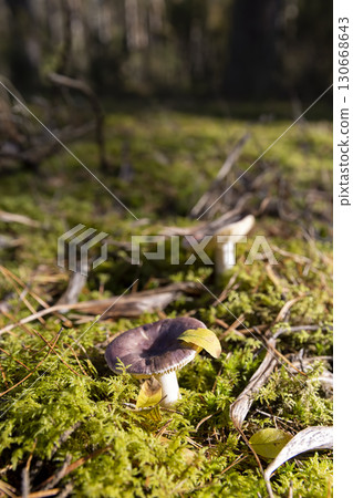 a forest in which different types of mushrooms grow, sunny autumn weather in the forest 130668643