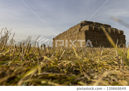 rectangular stacks of straw stacked together for storage blue sky ,stacked one on one stack of wheat straw after grain harvest 130668649