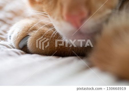 Close-up of sleeping cat's paws on soft surface Close-up of sleeping cat's paws on soft surface 130668919