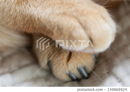 Feline paws resting gently together in cozy setting Feline paws resting gently together in cozy setting 130668924