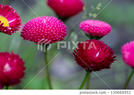 Bright pink daisies in the flower bed Bright pink daisies in the flower bed 130668952