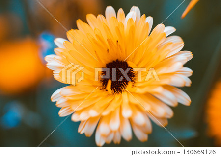 Macro photography of orange calendula flower. Opened flower bud, on green blurred background. Beautiful yellow-orange calendula. Strong bokeh effect. 130669126