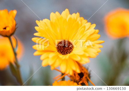 Macro photography of orange calendula flower. Opened flower bud, on green blurred background. Beautiful yellow-orange calendula. Strong bokeh effect. 130669130
