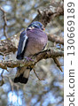 Common Wood Pigeon (Columba palumbus)) perched Common Wood Pigeon (Columba palumbus)) perched 130669189