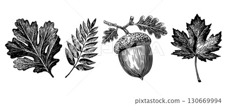 Beautiful linocut illustration of diverse leaves and an acorn showcasing intricate details and natural forms. Black silhouette autumn clipart. 130669994
