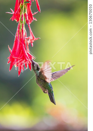 Humming bIrds 130670050
