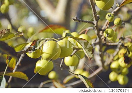 small apples on tree branches in the garden 130670174