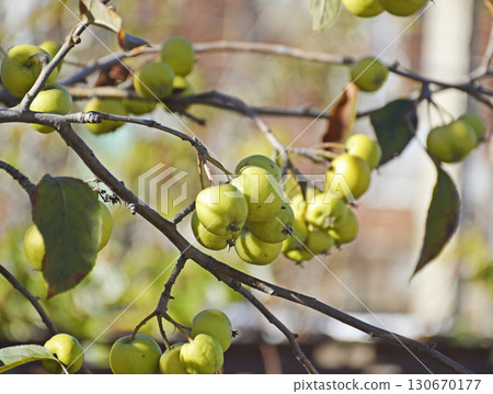 small apples on tree branches in the garden small apples on tree branches in the garden 130670177